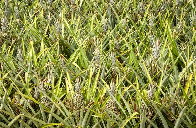 Ananasplantage in Santa Rita, Paraiba, Brazilië. Braziliaanse landbouw.