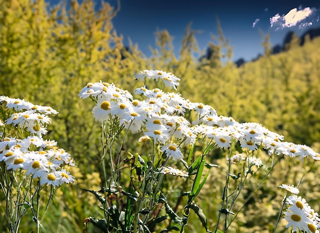 山の日光と青空と森のアナファリス マルガリテア ベンスワイルドの花