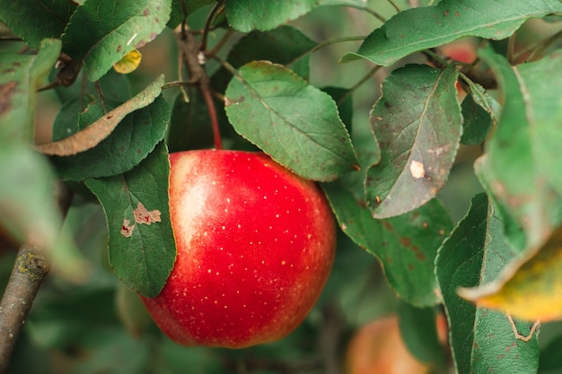 An anapple growing on a branch in the garden saturated with the sun gardening picking fresh fruits