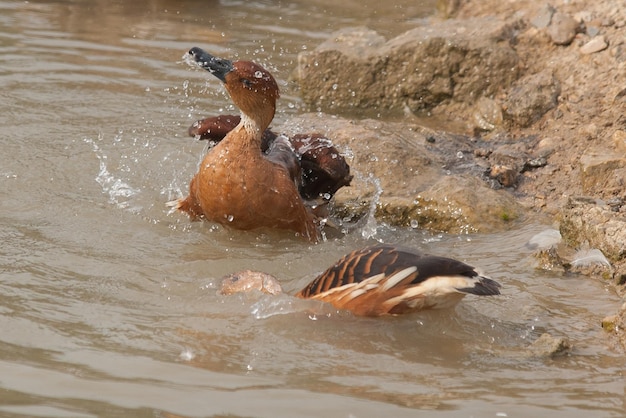 Anas platyrhynchos anatidae is a common duck