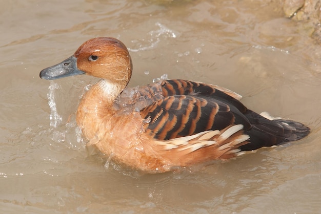 Anas platyrhynchos anatidae is a common duck