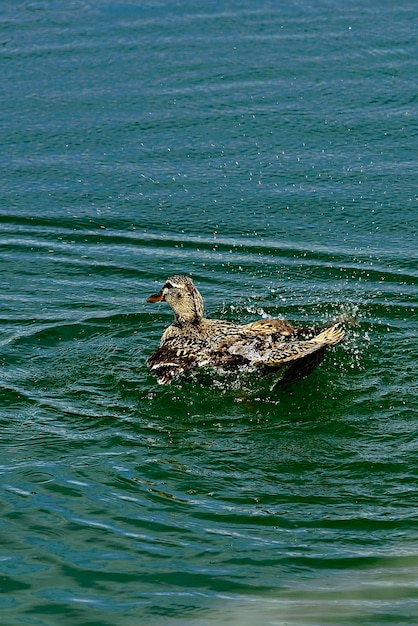 Anas platyrhynchos - De wilde eend, is een soort anseriform vogel van de familie Anatidae.