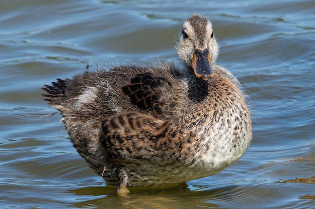 Anas platyrhynchos is een mediterrane eend die zwemt in de aiguamolls de emporda in Girona, Spanje