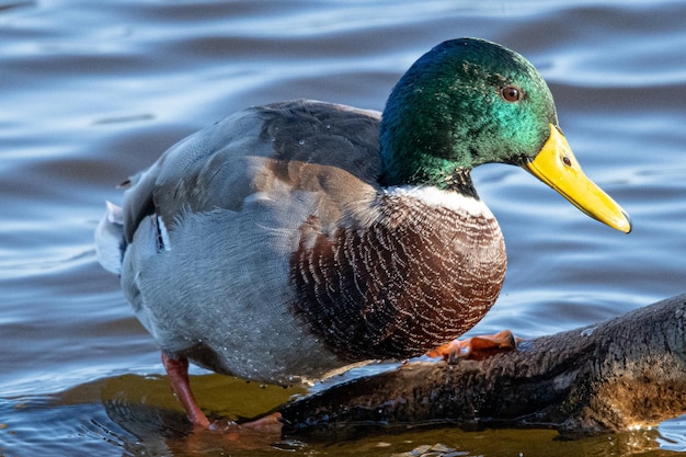 Anas platyrhynchos male is a mediterranean duck in aiguamolls emporda girona catalonia spain