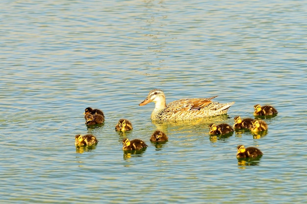 Anas platyrhynchos - The mallard, mallard or collared duck is a species of anseriform bird