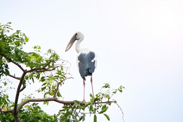 Anastomus oscitans bird on branch and copyspace