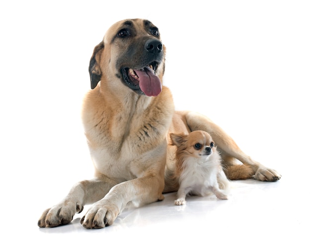 Anatolian Shepherd dog and chihuahua