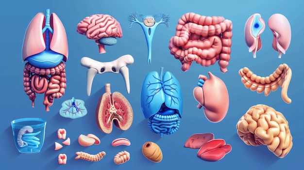 写真 anatomical chart with illustrations of muscle epithelial nerve and connective tissue types labeled inner human organ structure diagram scientific and educational diagram