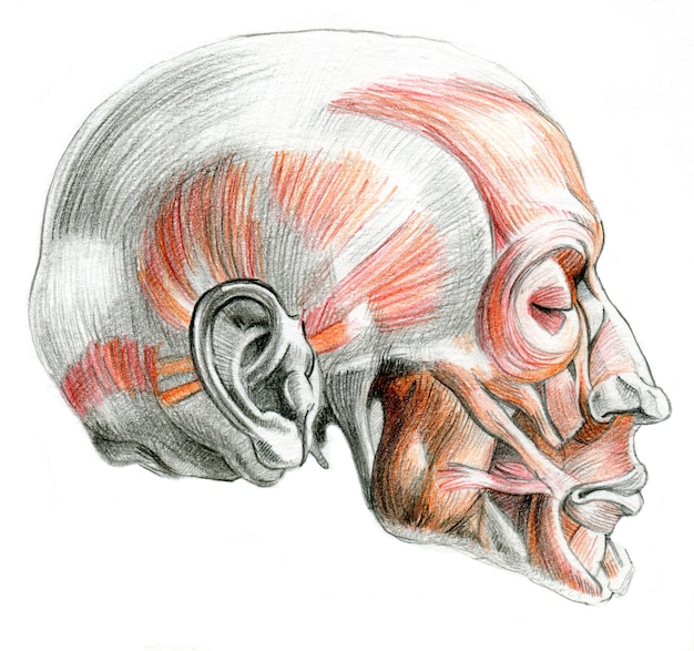Anatomical color pencil drawing of the human head with muscules and bones