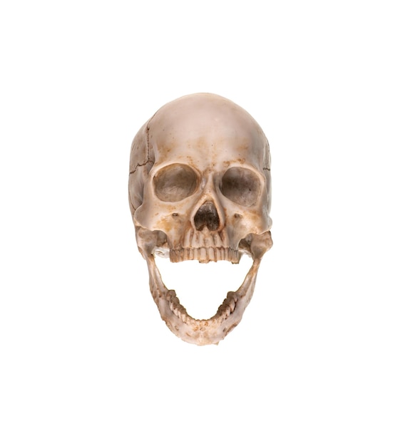 anatomical human skull on white background