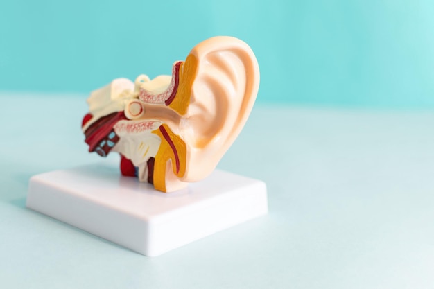 Photo anatomical model of the ear in the blue background.