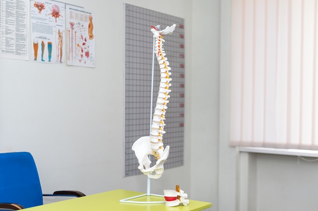 Anatomical model of spinal column in medical office