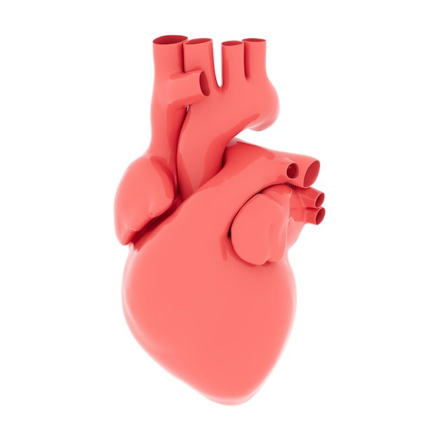 Foto cuore umano rosso anatomico su sfondo bianco 3d render