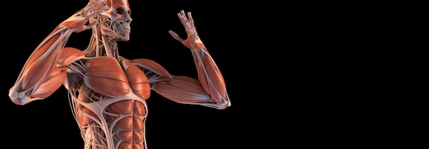 人体の筋肉系の解剖学的構造暗い背景AIが生成したコピースペース付きヘッダーバナーモックアップ