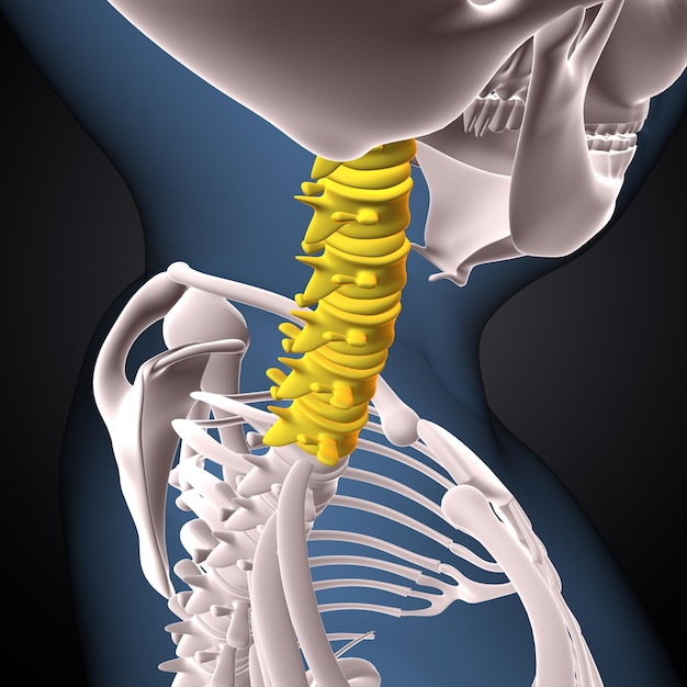 Anatomie van de cervicale curve van het menselijk skelet 3D-illustratie
