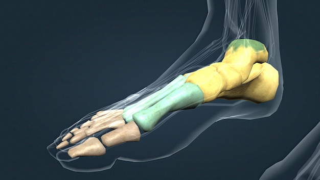 Anatomie van de menselijke voet Metatarsale botten