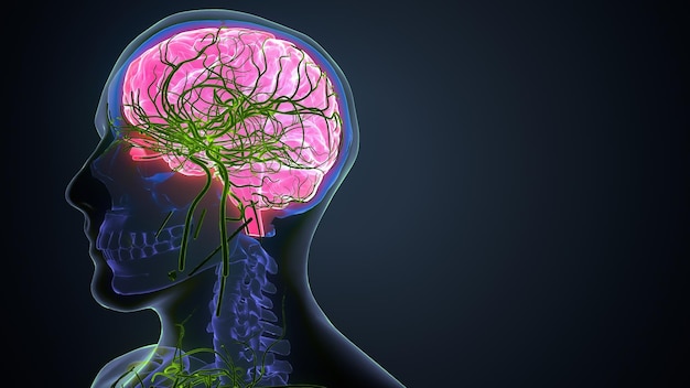 Anatomie van het menselijk lichaam en de hersenen