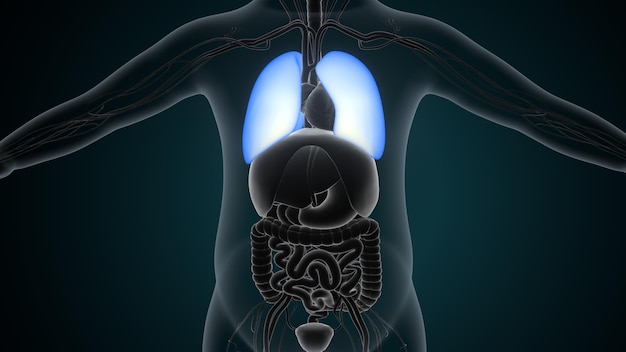 Anatomie van het menselijke spijsverteringsstelsel voor medisch concept 3D-illustratie