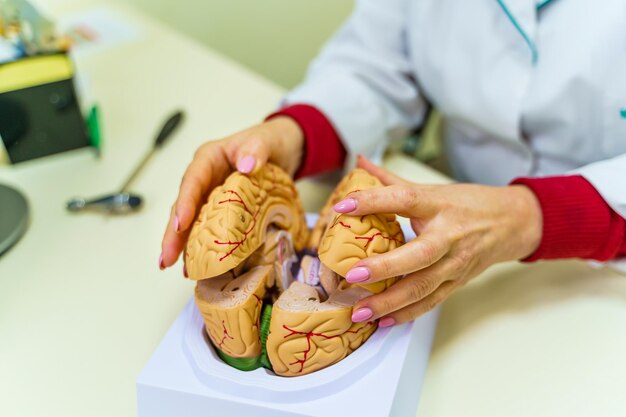 Anatomiemodel van het menselijk hoofd op tafel Anatomie van het menselijk brein Selectieve focus