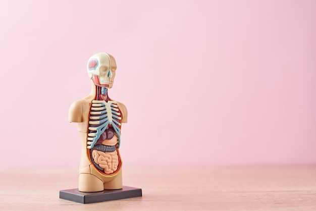 Anatomisch model van menselijk lichaam met interne organen op een roze achtergrond