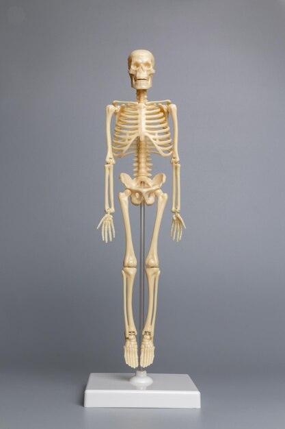 Anatomisch skeletmodel Skeletsysteem op grijze achtergrond