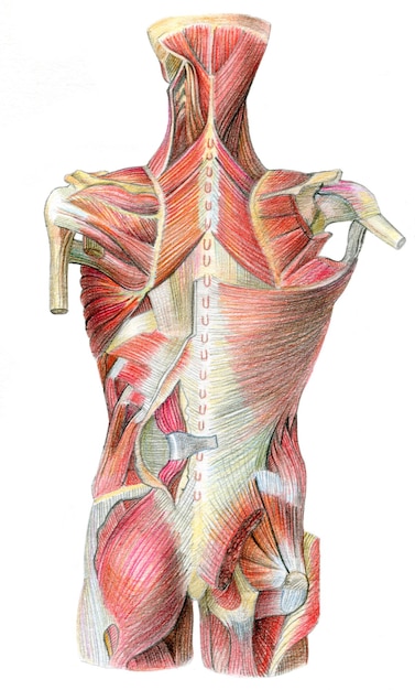 Anatomische kleurpotloodtekening van de spieren en botten van het menselijk lichaam