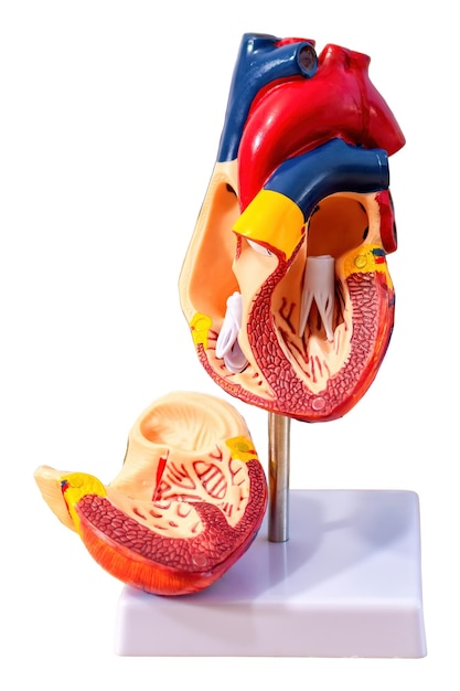 Anatomische structuur fysiologie van het hart cardiovasculair systeem geneeskunde onderwijs anatomie concept