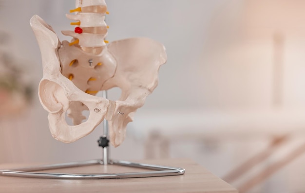 骨盤股関節骨を示すための医療病院および医療オフィスの解剖学的骨および骨格 医療クリニックおよび科学施設モデルを教育し、モックアップを使用して人体を学び、研究する