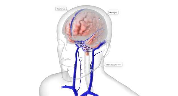 Foto anatomia del cervello e sistema vascolare