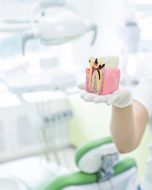 教育用の歯科医の断面の歯科模型の概念の解剖学歯科医はオフィスで模擬歯を断面で保持しています