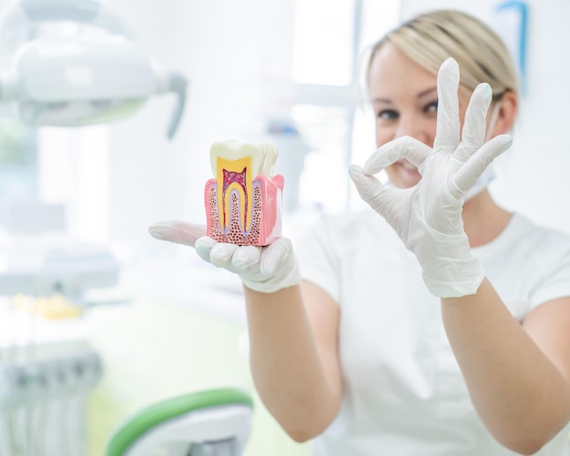 Анатомия стоматологической модели концепции поперечного сечения стоматолога для обучения Стоматолог держит фиктивный зуб в секции в офисе