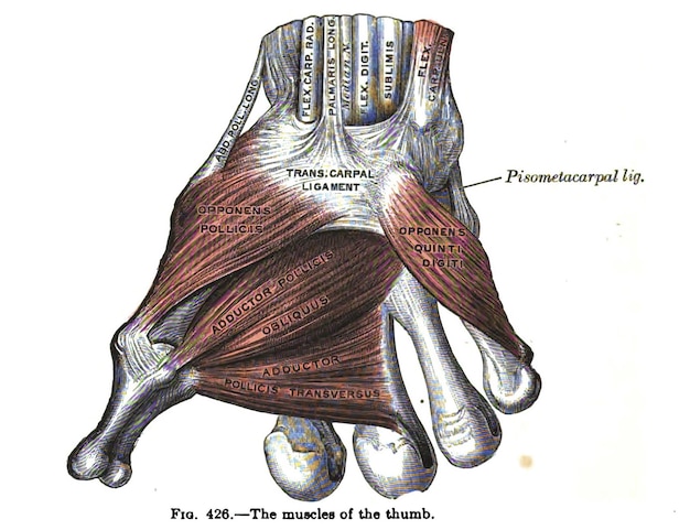 anatomy drawing and text of the muscles of the thumb, from the 19th-century