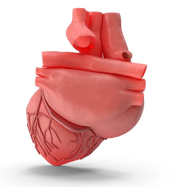 사진 심장 해부학 3d 모델링 psd 파일 현실적인 인간 해부학