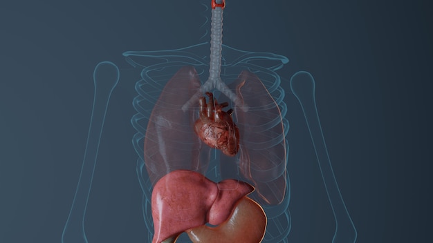 Anatomy of heart in male body