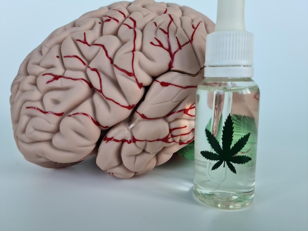 Anatomy of human brain oil green leaf of medical cannabis