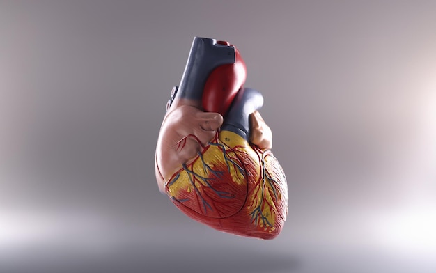 Photo anatomy of human heart on gray background