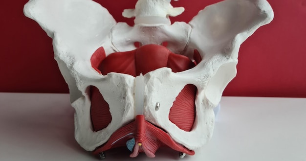 Anatomy location of female pelvis with muscles closeup