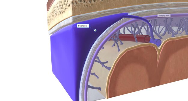 Photo the anatomy of the meninges