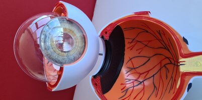 Анатомия сетчатки и нервных окончаний человеческого глаза