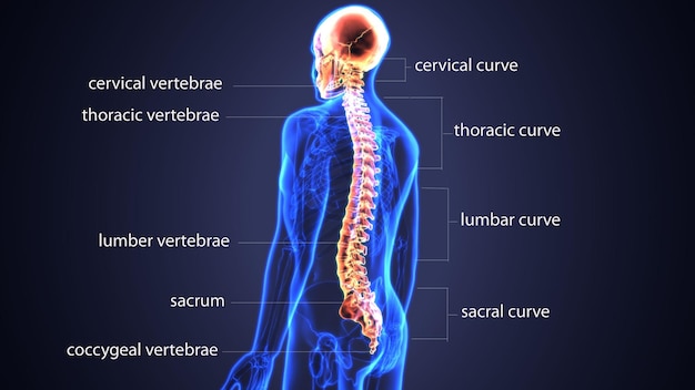 Photo the anatomy of the spine is labeled with the lower back