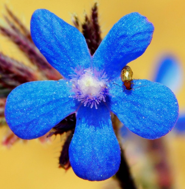 Anchusa azurea a blue flower in landscapes