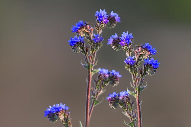 Photo anchusa