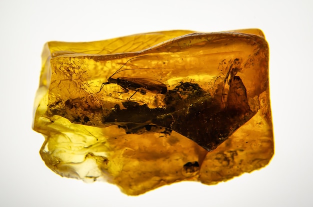 Ancient amber with insects inside