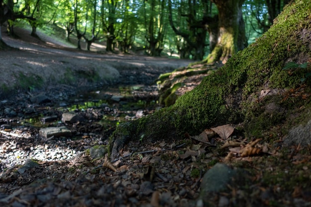 Ancient beech roots in solitary forest in northern spain with river crossing