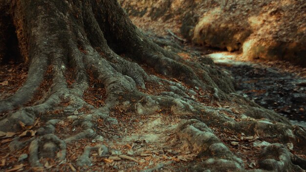 Ancient beech roots in solitary forest in northern Spain with river crossing