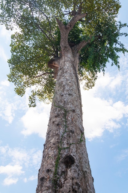 Foto grande albero antico contro il cielo blu