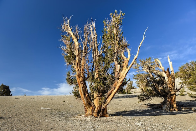 Foto antica bristlecone pine forest un'area protetta in alto nelle white mountains nella contea di inyo nella california orientale