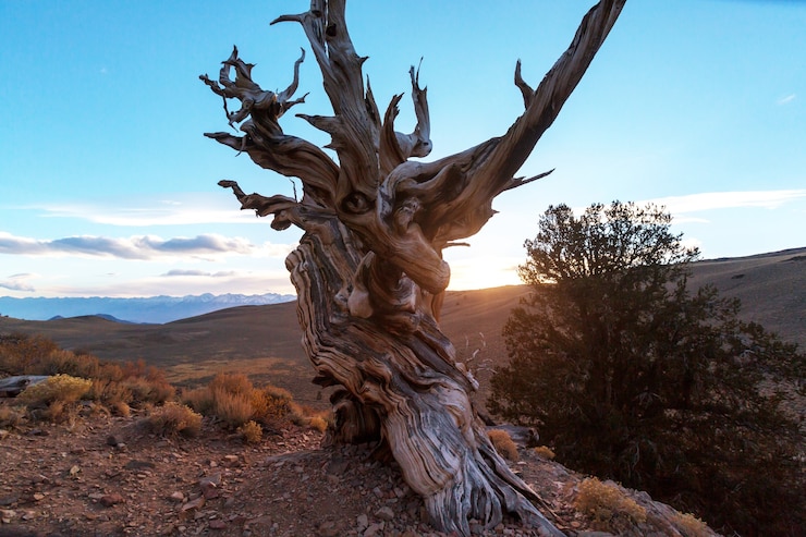 Фотография древняя сосна bristlecone со скрученными и узловатыми чертами, калифорния, сша.