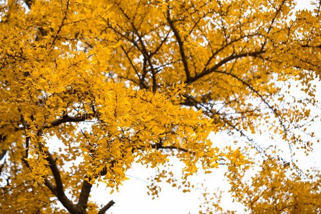 Ancient ginkgo tree in Qibao Ancient Town, Shanghai