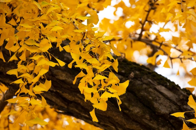 Ancient ginkgo tree in Qibao Ancient Town, Shanghai